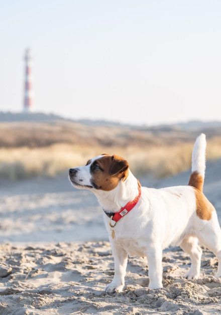 Last-minute vakanties met hond - Waddeneiland Ameland