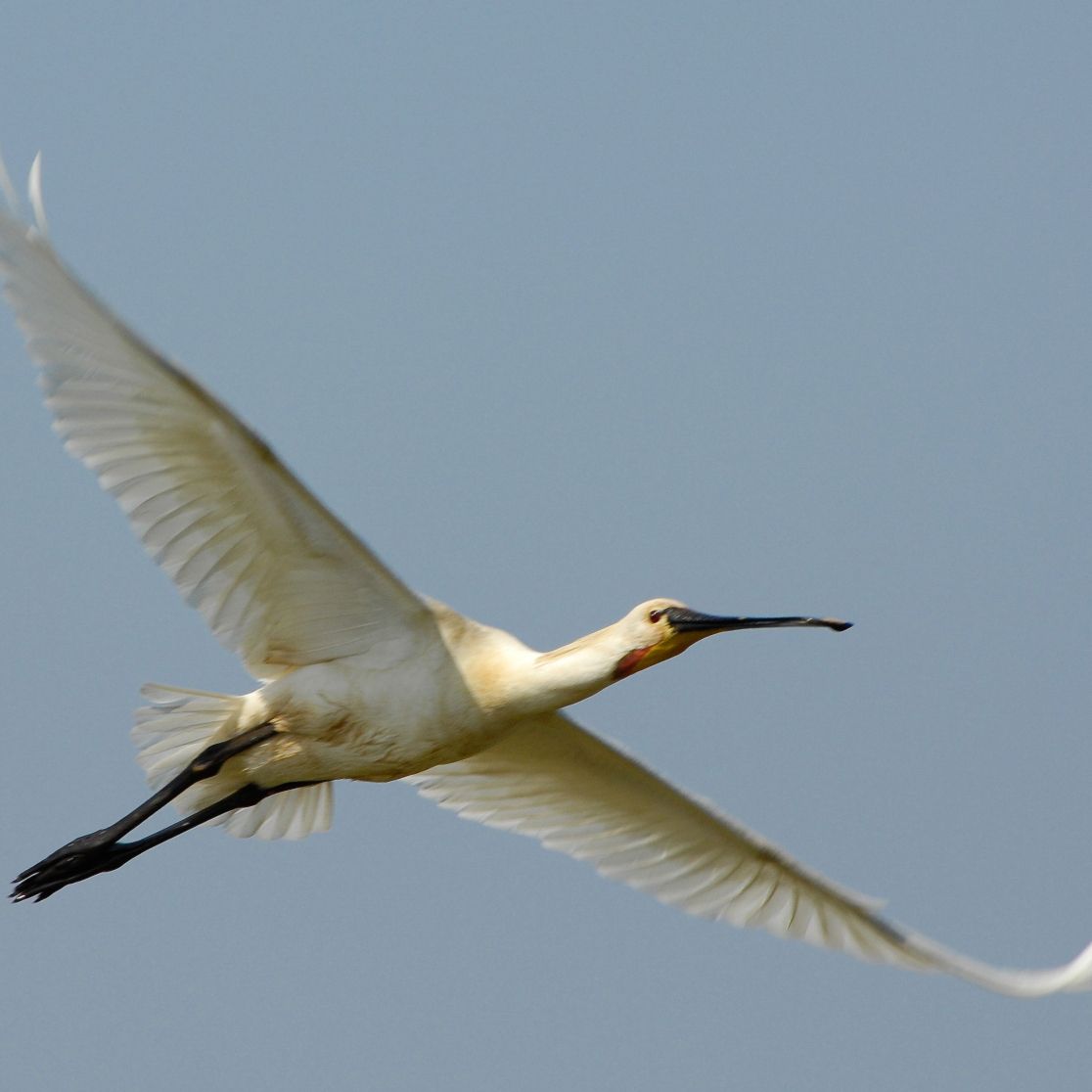 Texel in vogelvlucht