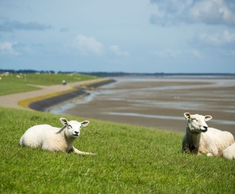 dag_van_het_wad_galerij_amelandfoto_schaap_dijk_6.jpg