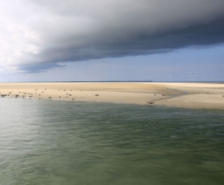 Dag van het wad - Wadden.nl - Anja Brouwer