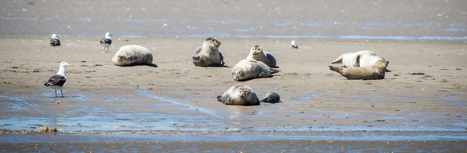 Waddenhoppen naar Texel, Vlieland, Terschelling, Ameland en Schiermonnikoog is wel een heel unieke manier van reizen!