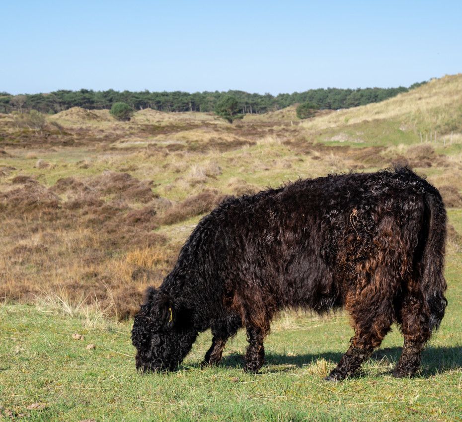 <p>Uitzichtpunten op Texel - Wadden.nl</p>