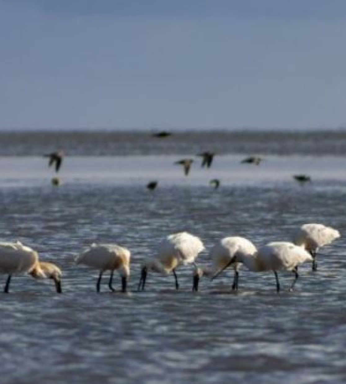 Lentetips van de boswachter - VVV Vlieland - Wadden.nl