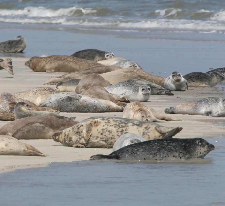 <p>Zeehondentochten op waddeneiland Texel</p>