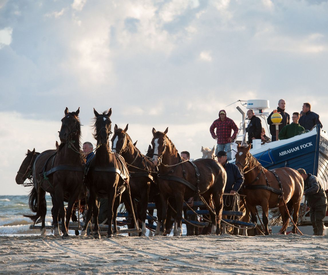 Paardenreddingboot - VVV Ameland - Wadden.nl