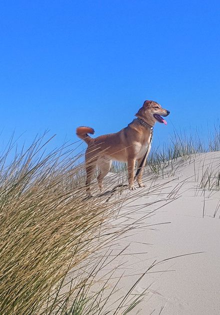 Last-minute vakanties met hond - Waddeneiland Terschelling