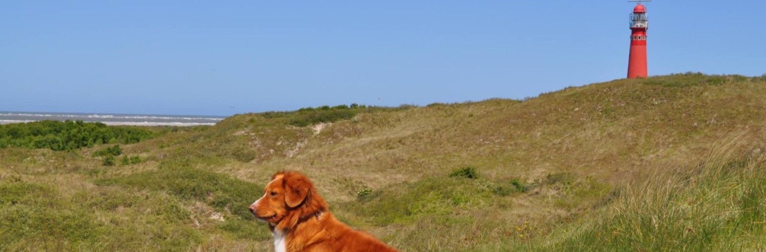 Hond mee naar waddeneiland Schiermonnikoog- Wadden.nl