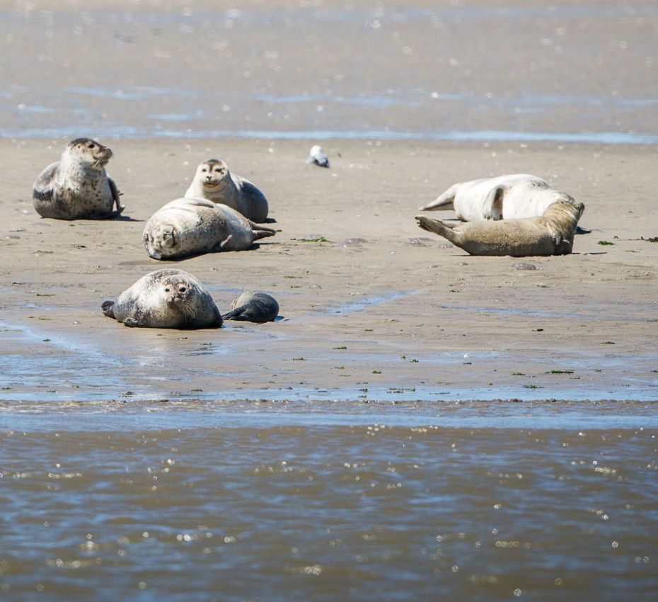 <p>Waddenhoppen - waddeneiland Vlieland - Wadden.nl</p>