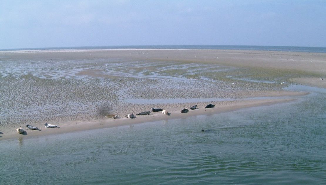 De Waddenzee is uniek - Wadden.nl