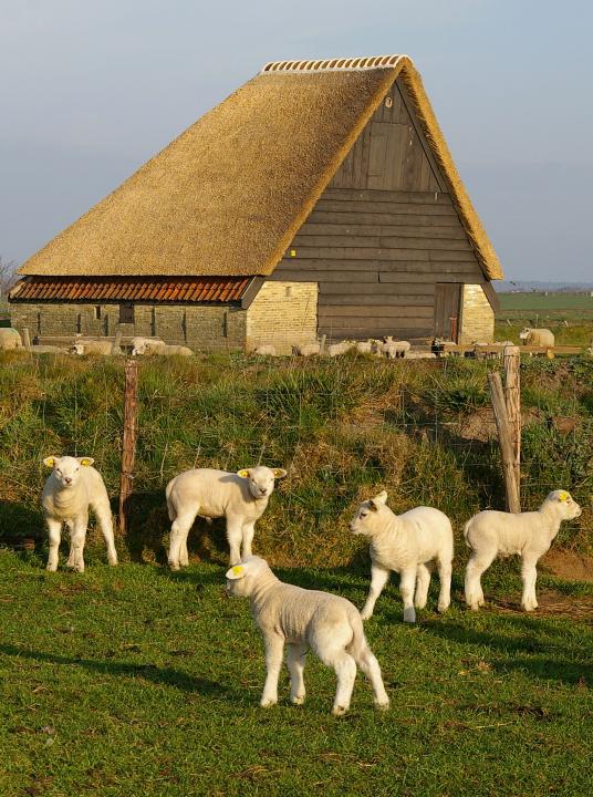 Lammetjeswandeltocht - VVV Texel - Wadden.nl