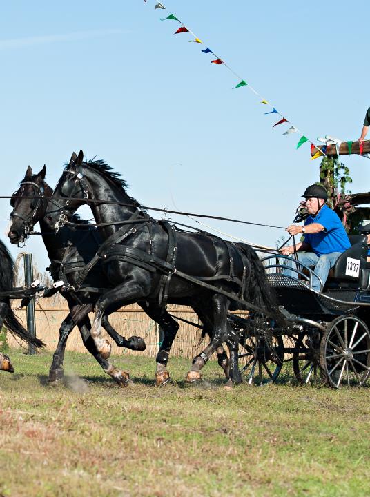 Paardenmarathon - Wadden.nl - VVV Ameland