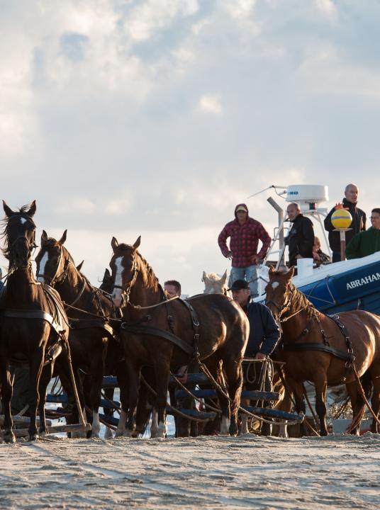 Demonstratie paardenreddingboot - Wadden.nl - VVV Ameland