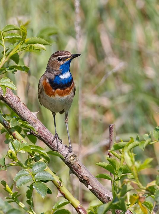 Ga vogelspotten op de Wadden! - Wadden.nl