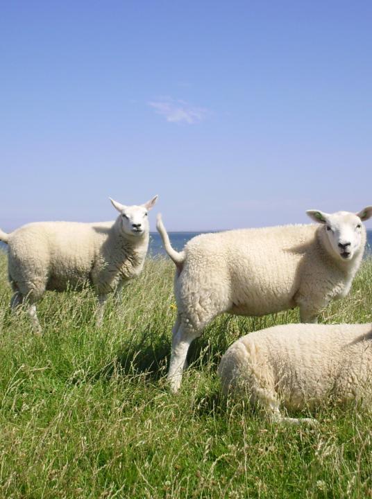 View the webcams of wadden island Texel - Wadden.nl