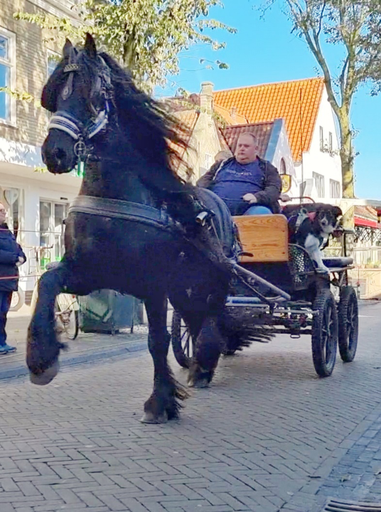 Ring riding - VVV Terschelling - Wadden.nl