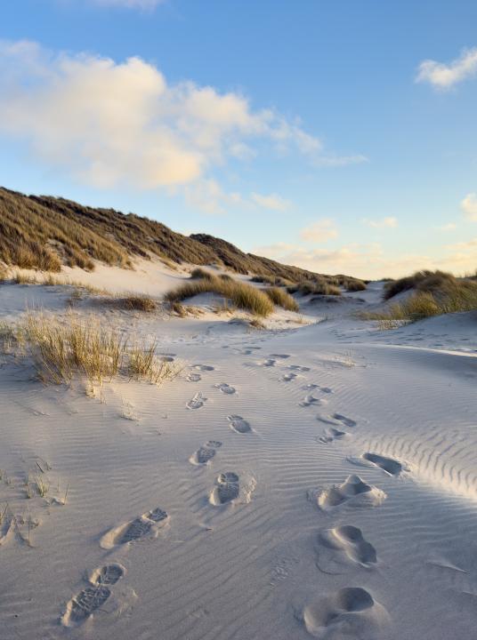 Op naar het strand - Wadden.nl