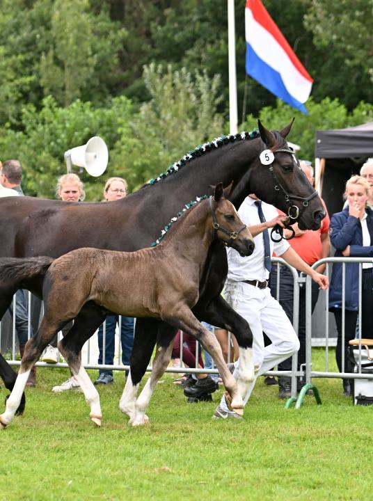 Keuring KFPS en Groninger Paard - VVV Terschelling - Wadden.nl