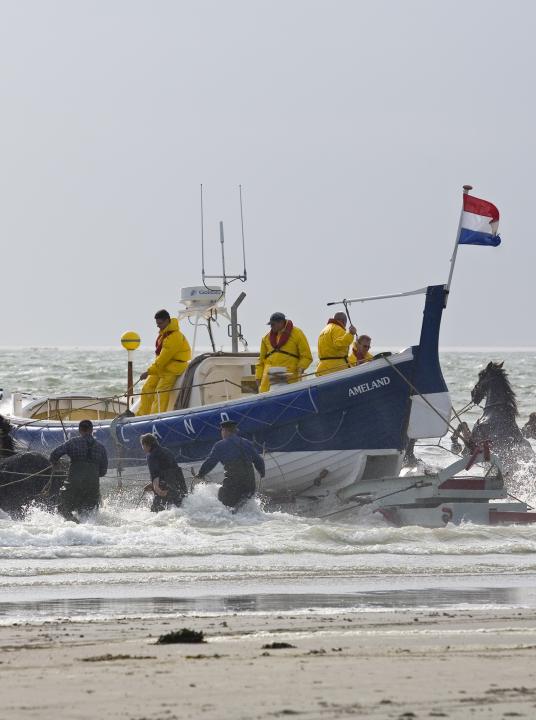 Sehen und Tun auf den Watteninseln Texel, Vlieland, Terschelling, Ameland und Schiermonnikoog muss man sich nie langweilen! - Wadden.nl