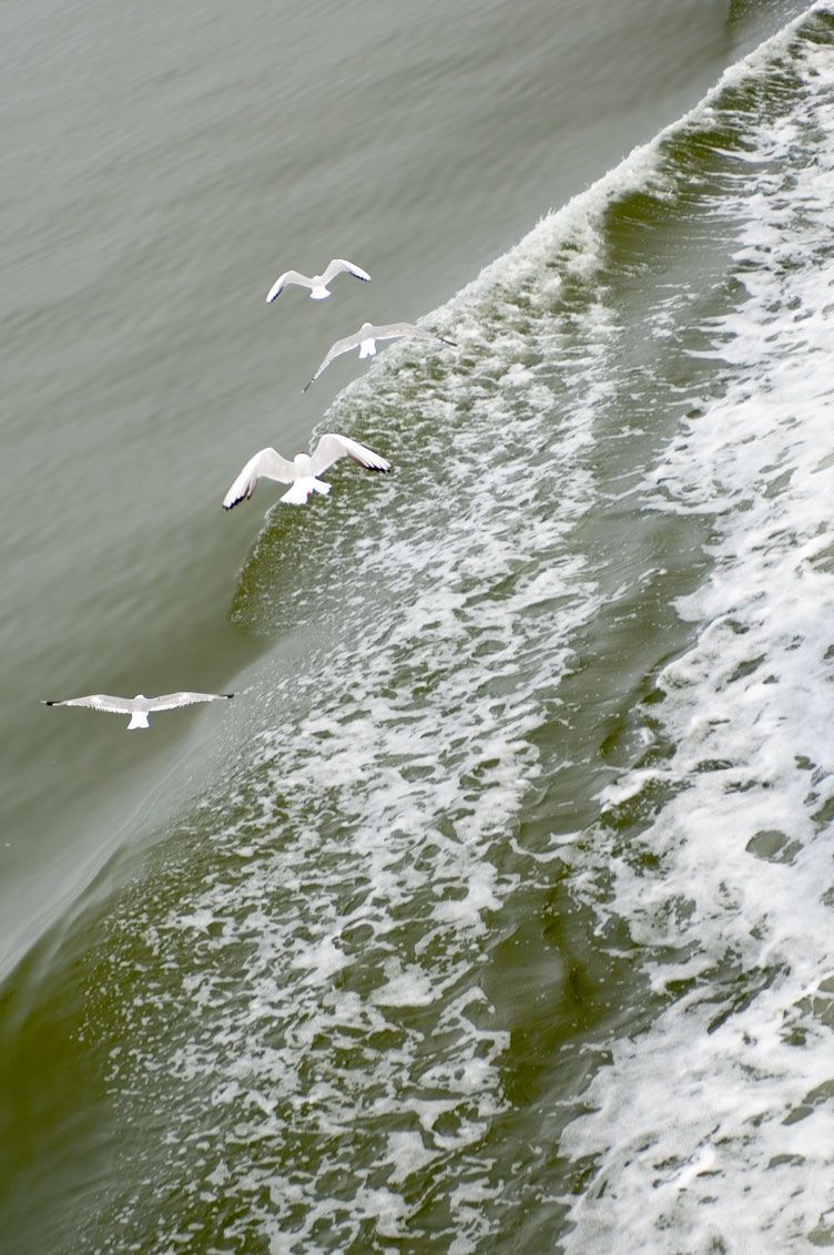 Waddenzee Werelderfgoed - Wadden.nl