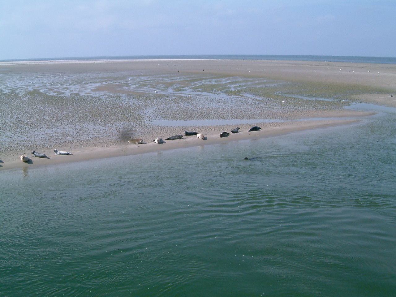 Waddenzee Werelderfgoed - Wadden.nl